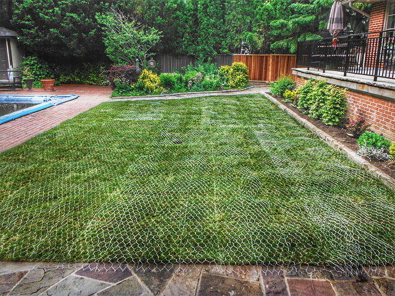 racoon-protection-service